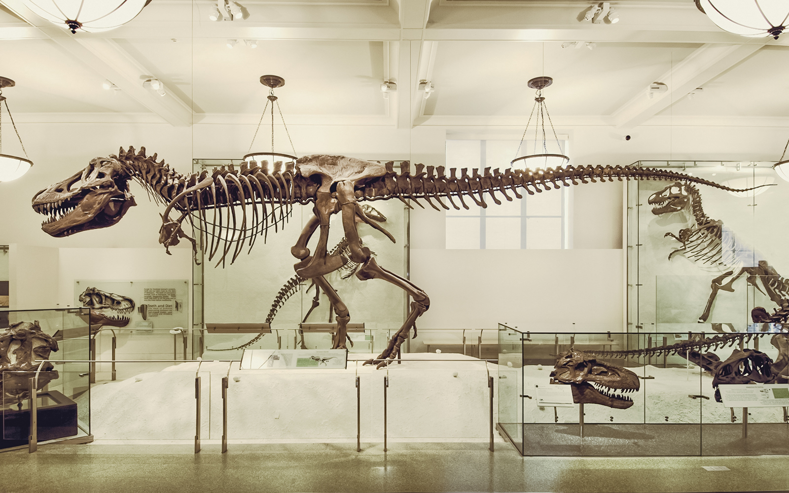 Dinosaur skeleton exhibit at the American Museum of Natural History, New York City.