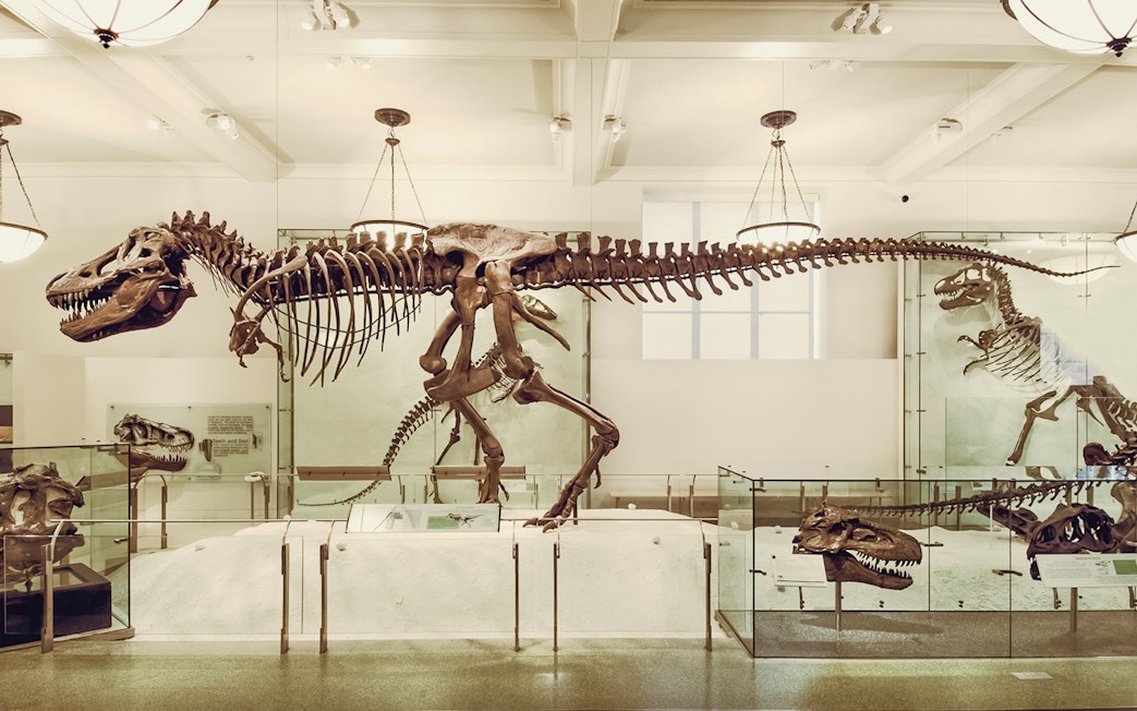Dinosaur skeleton exhibit at the American Museum of Natural History, New York City.