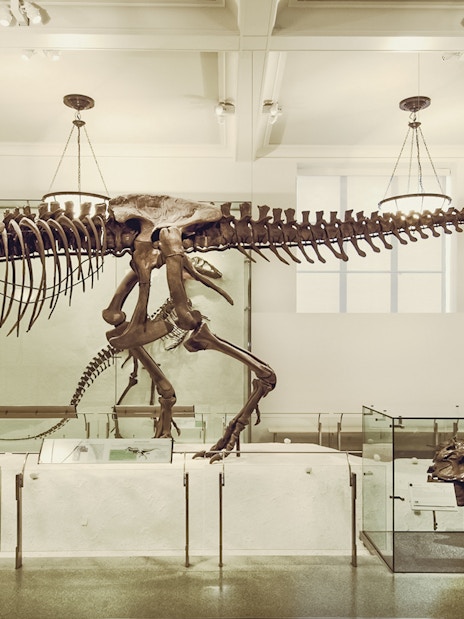 Dinosaur skeleton exhibit at the American Museum of Natural History, New York City.
