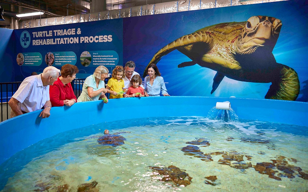 Guests at the Turtle hospital at Cairns Aquarium