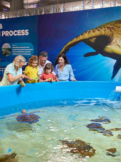 Guests at the Turtle hospital at Cairns Aquarium
