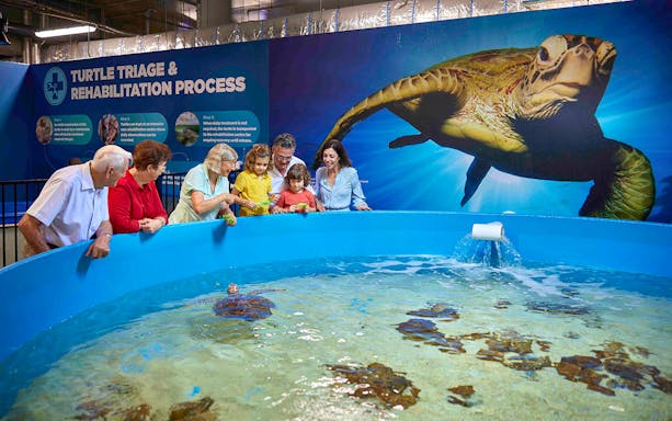 Guests at the Turtle hospital at Cairns Aquarium