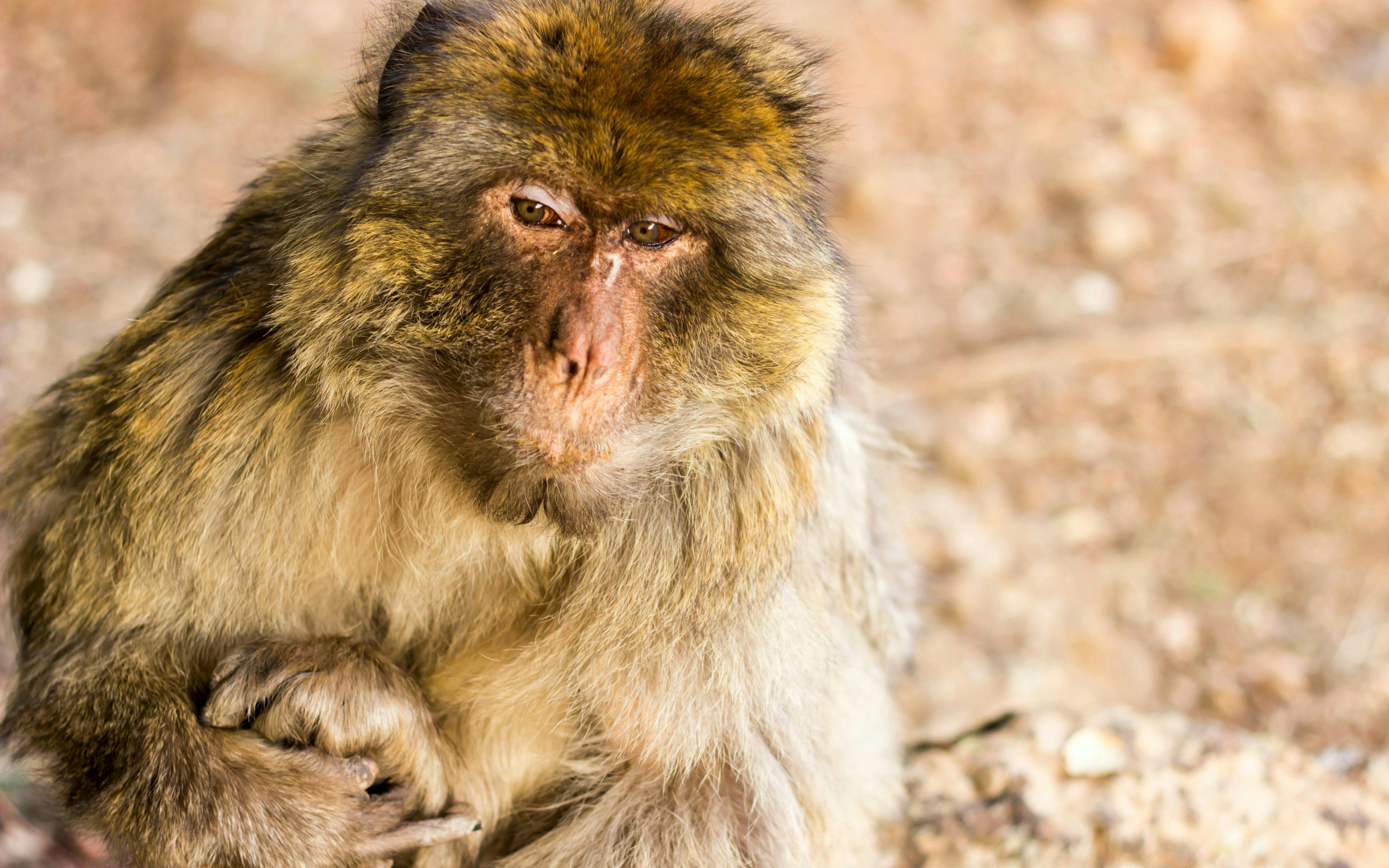 Barbary macaque sitting on rocky terrain in Morocco.