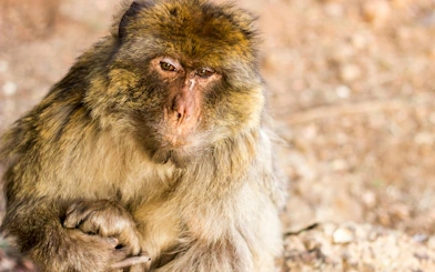 Barbary macaque sitting on rocky terrain in Morocco.