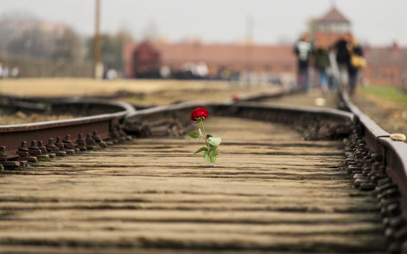 Rail tracks at Auschwitz-Birkenau with a red rose, symbolizing remembrance.