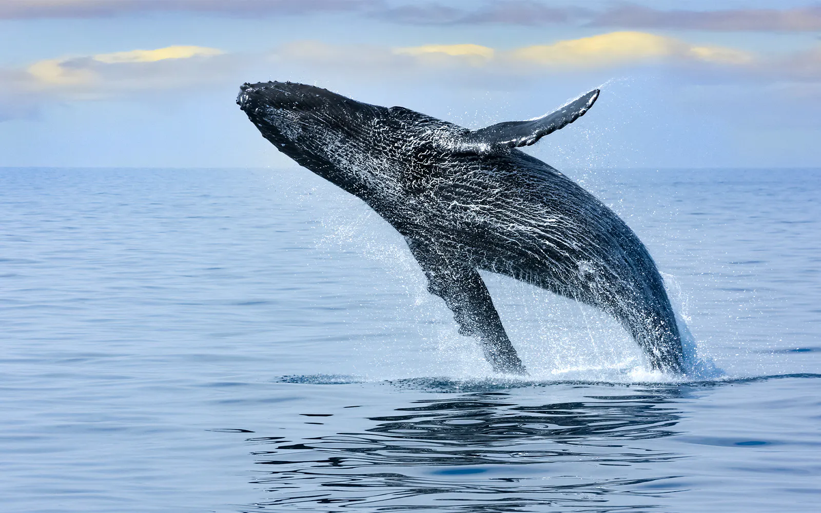 Whale breaching in Waikiki waters during deluxe whale watch sail.