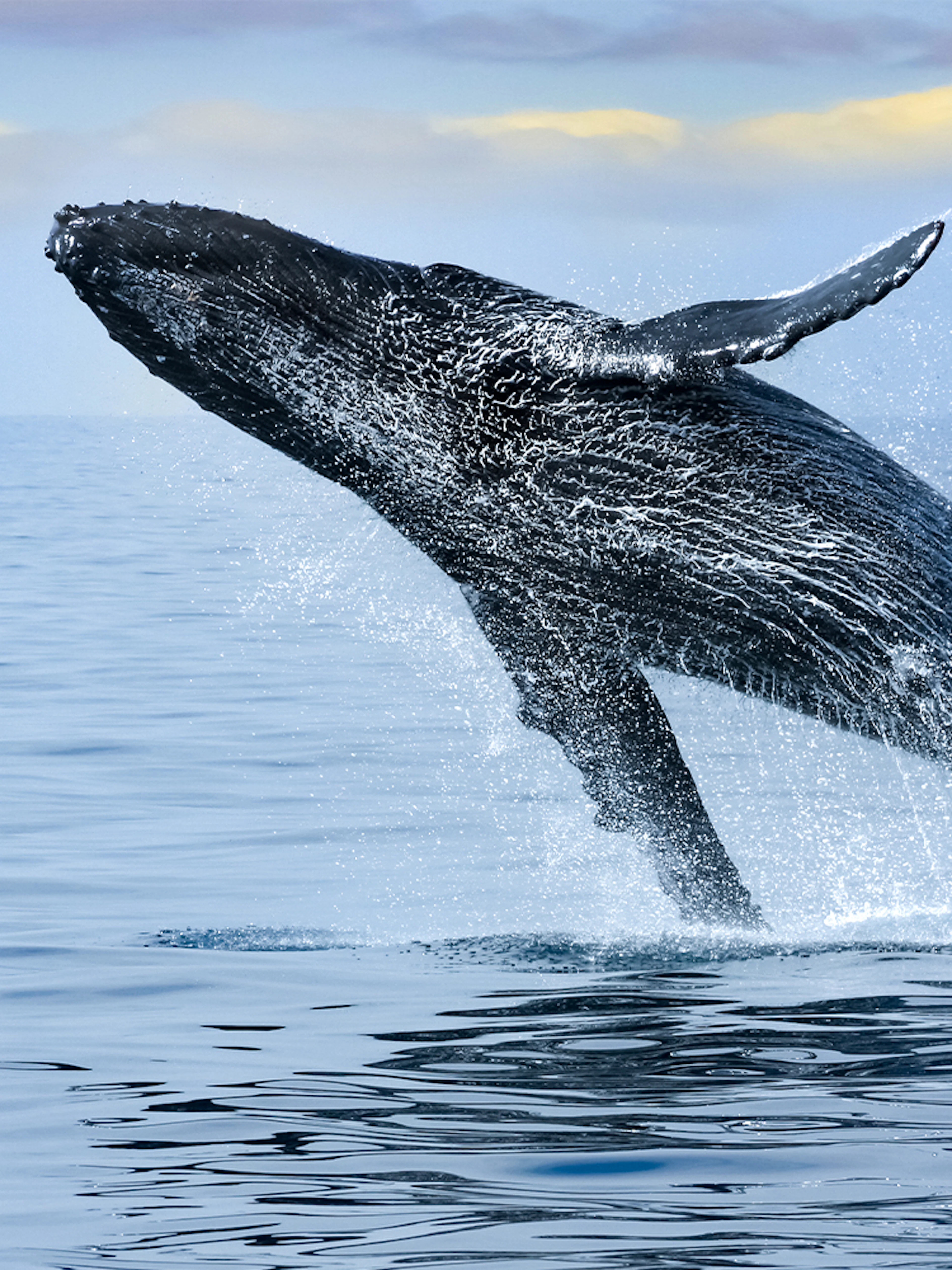 Whale breaching in Waikiki waters during deluxe whale watch sail.
