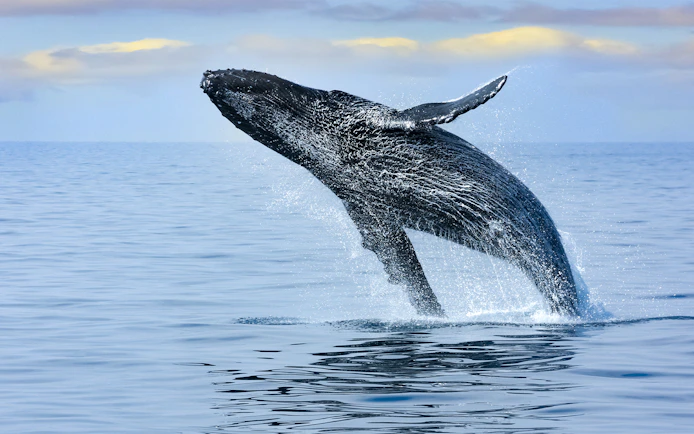 Whale breaching in Waikiki waters during deluxe whale watch sail.