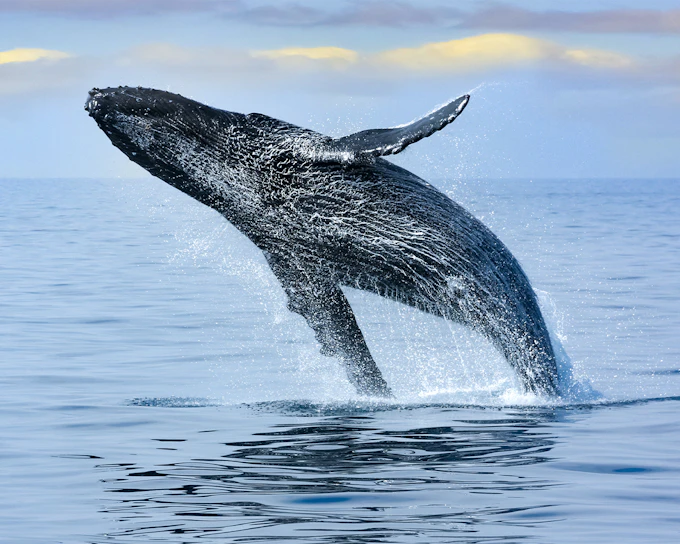 Waikiki Guided Whale Watching Sail