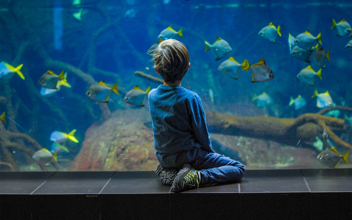 Nausicaá Aquarium