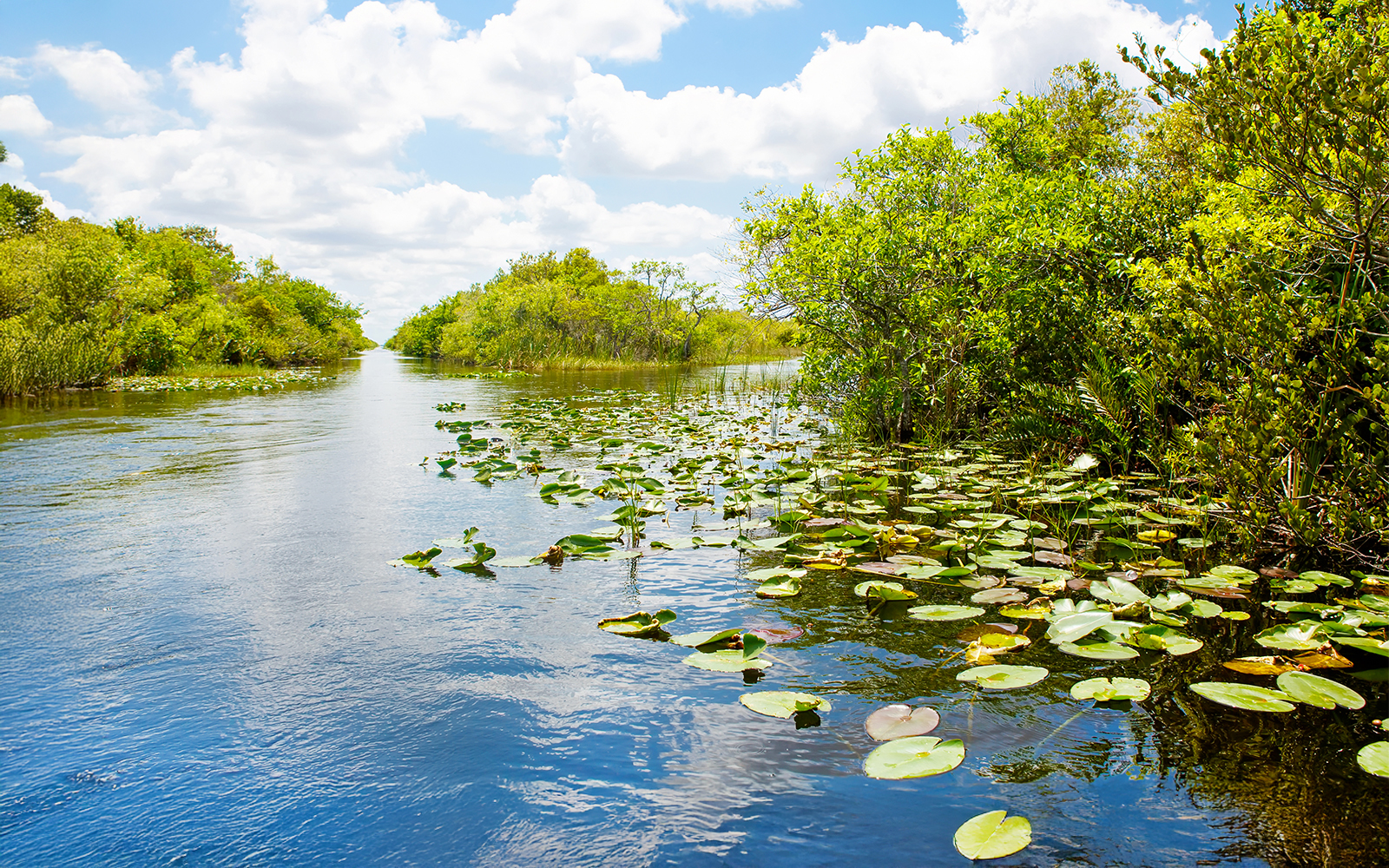 Everglades National Park waterway with lily pads and lush greenery, Florida wetland.