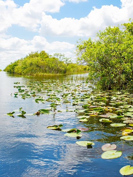 Everglades National Park waterway with lily pads and lush greenery, Florida wetland.