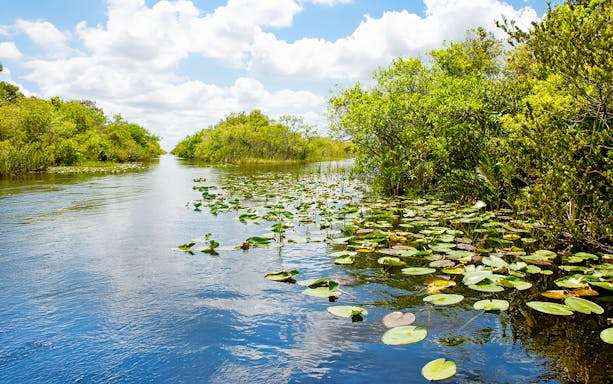 Everglades National Park waterway with lily pads and lush greenery, Florida wetland.