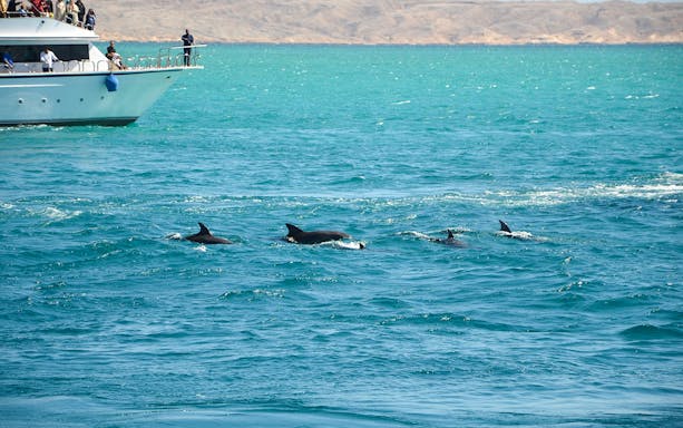 Dolphins swimming near a boat during a snorkeling tour in Hurghada.