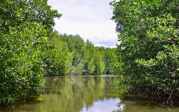 Weston Wetland River with lush greenery, Sabah.