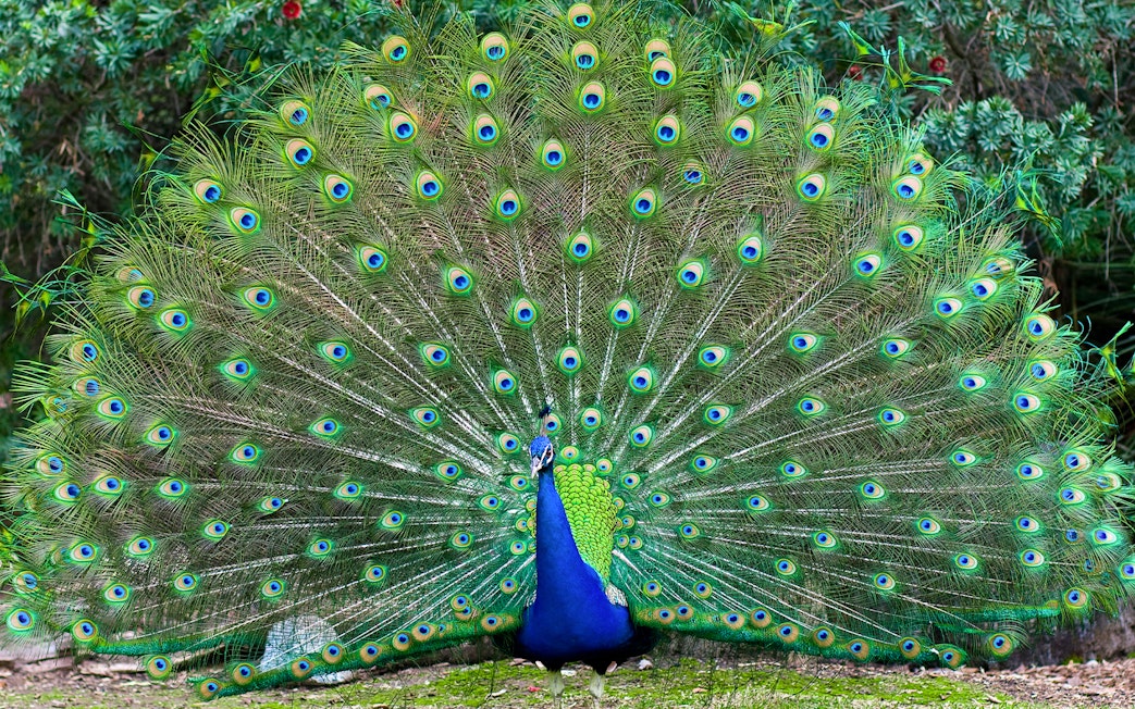 Peacock displaying vibrant feathers at Langkawi Wildlife Park.