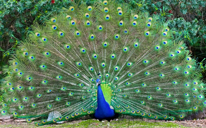 Peacock displaying vibrant feathers at Langkawi Wildlife Park.