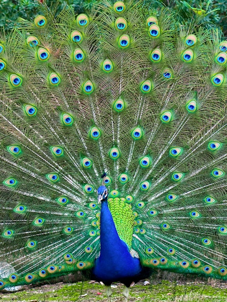 Peacock displaying vibrant feathers at Langkawi Wildlife Park.
