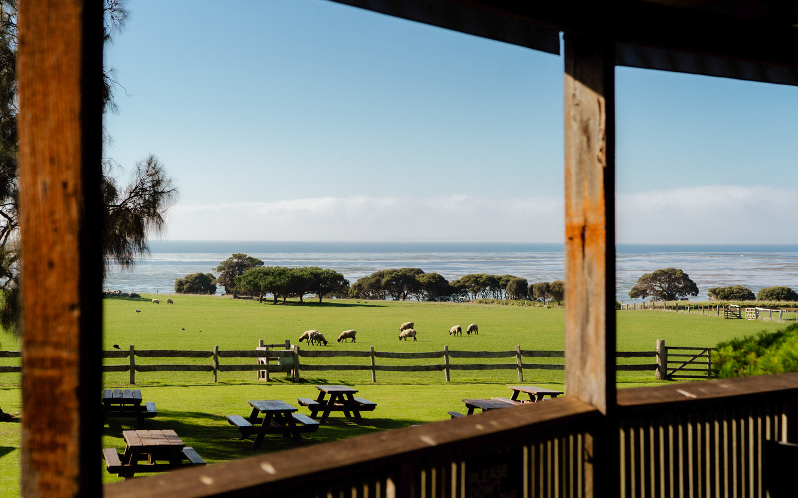 Sheep grazing in a field at Churchill Island farm with ocean view in the background.