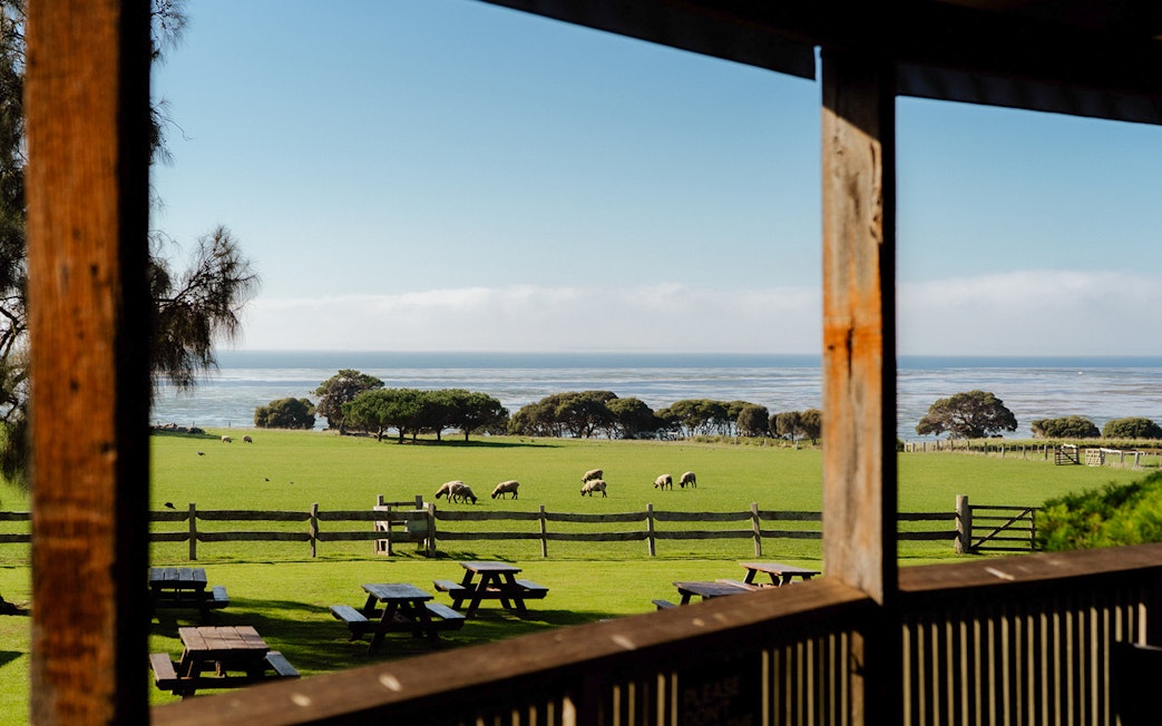 Sheep grazing in a field at Churchill Island farm with ocean view in the background.