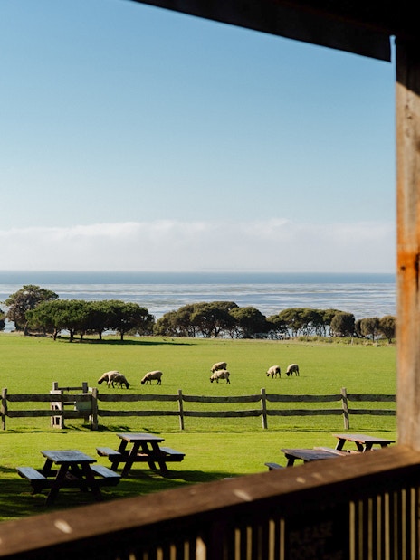 Sheep grazing in a field at Churchill Island farm with ocean view in the background.