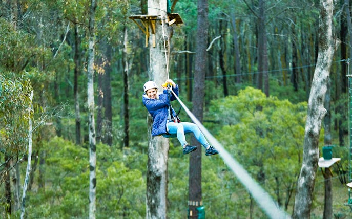Ziplining through Ludlow Tuart Forest, Western Australia.