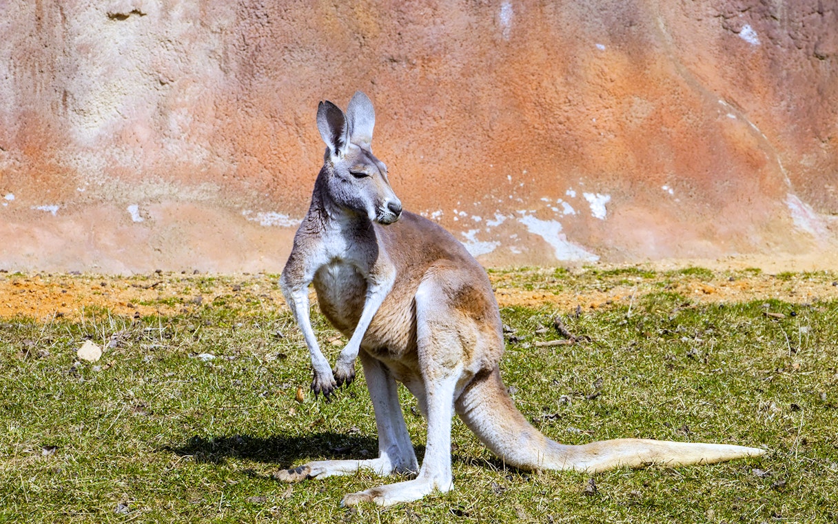 Healesville Sanctuary kangaroo in natural habitat, Melbourne, Australia.