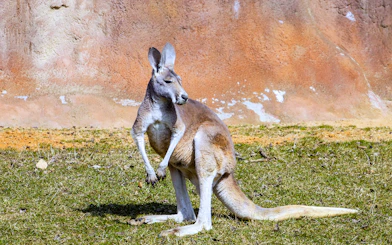 Healesville Sanctuary kangaroo in natural habitat, Melbourne, Australia.