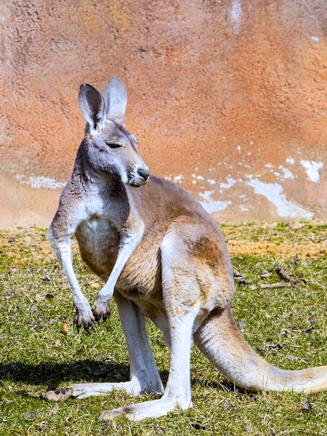 Healesville Sanctuary kangaroo in natural habitat, Melbourne, Australia.