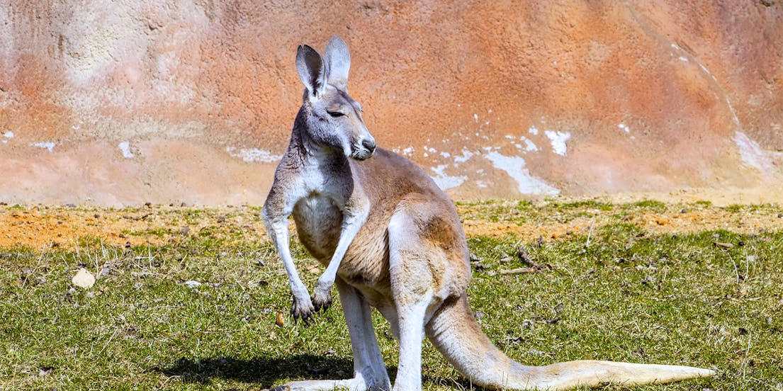 Billets pour le Sanctuaire de Healesville