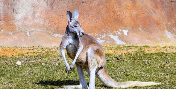 Entradas para el Santuario de Healesville