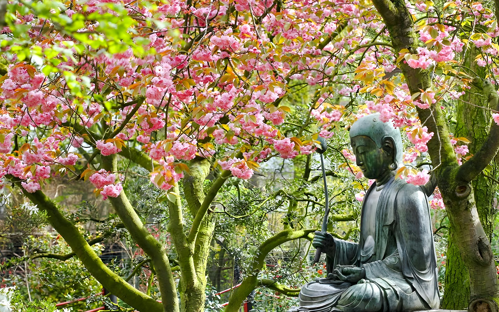 Buddha statue under cherry blossom trees in a serene garden setting.