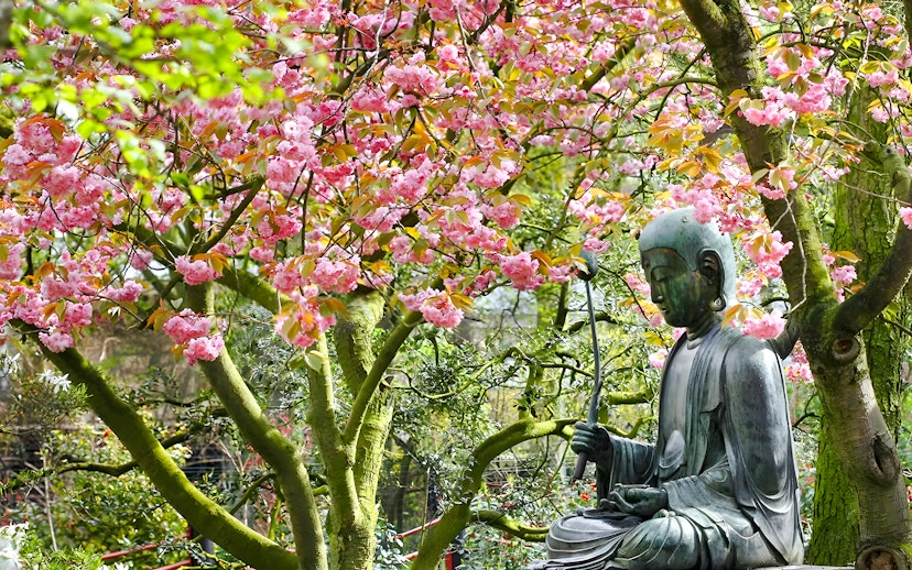 Buddha statue under cherry blossom trees in a serene garden setting.