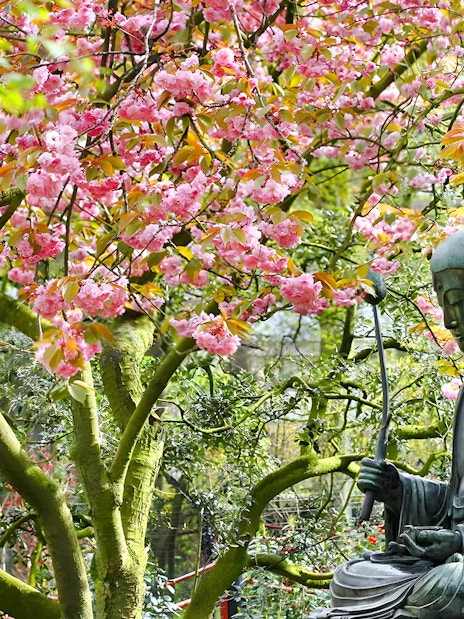Buddha statue under cherry blossom trees in a serene garden setting.