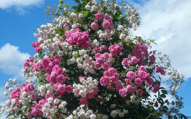Pink and white flowers blooming at Ashikaga Flower Park, Japan.