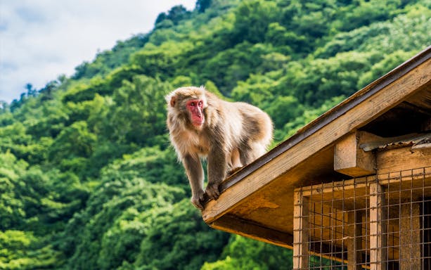 Monkey on a roof in Arashiyama, Japan, with lush green hills in the background.