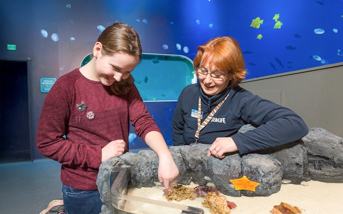 Sea life guide teaching a child about sea creatures at the touchpool in Sea Life Timmendorfer Strand.