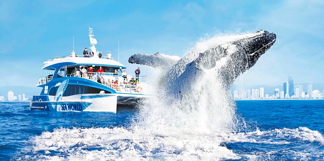 Osservazione delle balene