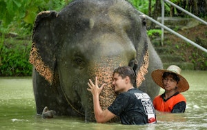 Sanctuaire des éléphants: Excursions à la journée depuis Phuket