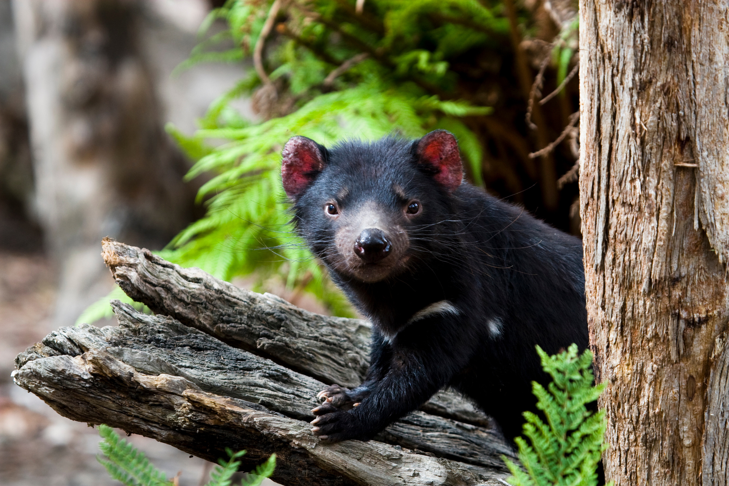 Bonorong Wildlife Sanctuary