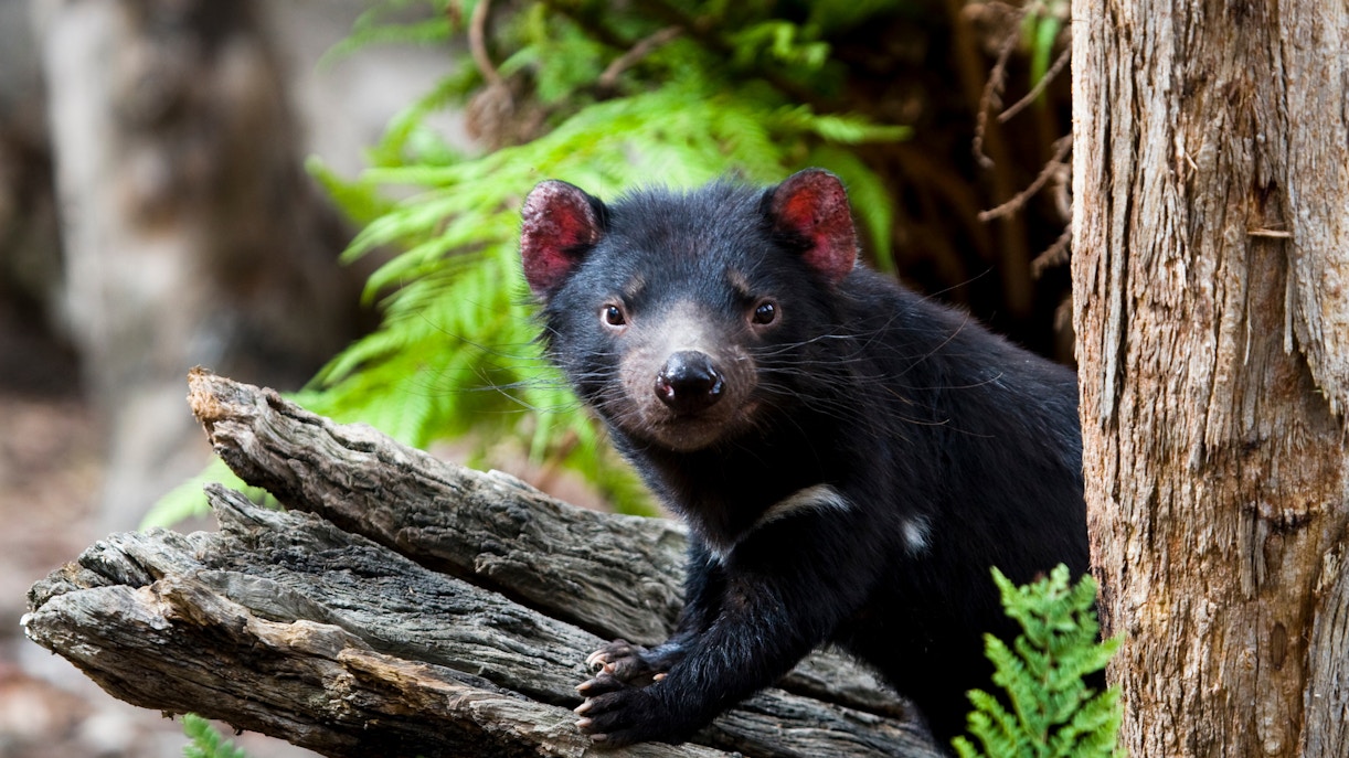 Bonorong Wildlife Sanctuary