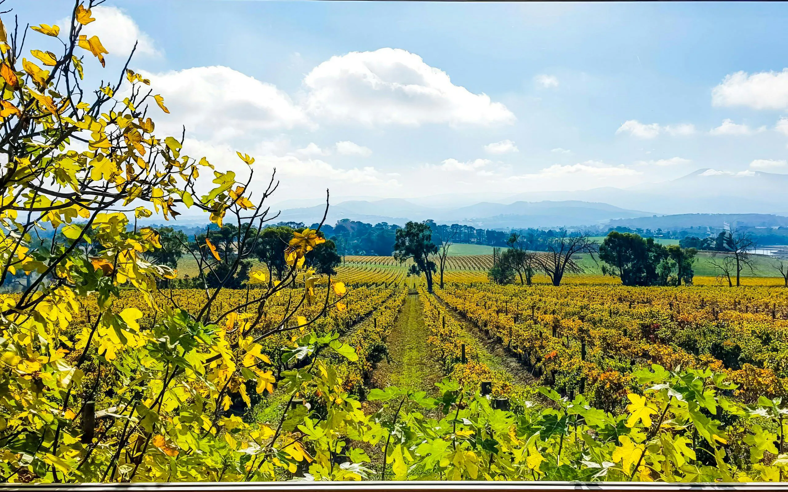 Vineyards in Yarra Valley with distant hills under a blue sky.