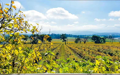 Vineyards in Yarra Valley with distant hills under a blue sky.