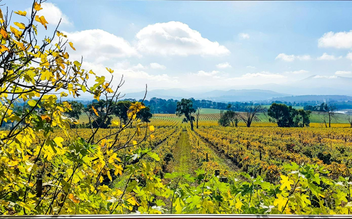 Vineyards in Yarra Valley with distant hills under a blue sky.