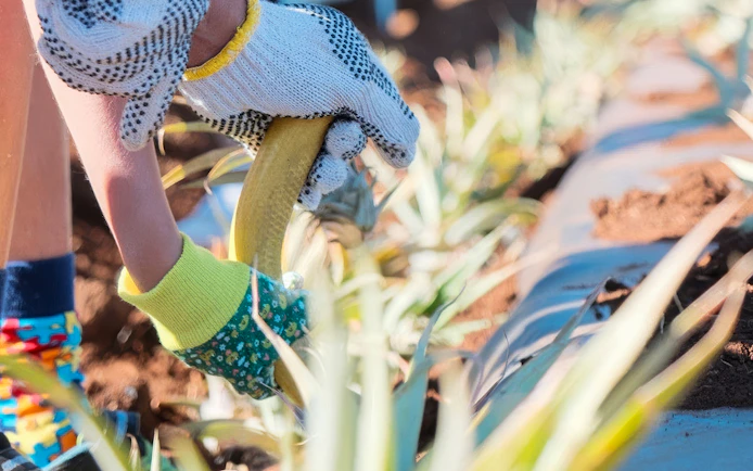 Gloved hands planting pineapple on a farm during a plantation tour.