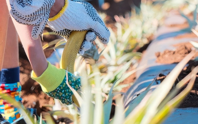 Gloved hands planting pineapple on a farm during a plantation tour.