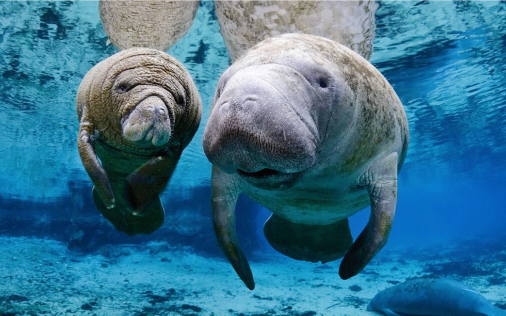 Manatees swimming underwater at the Aquarium of Genoa.