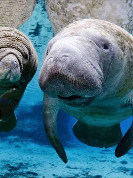Manatees swimming underwater at the Aquarium of Genoa.