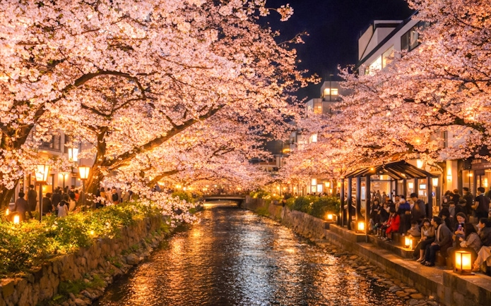 Night-time cherry blossom viewing along a lit canal in Japan.