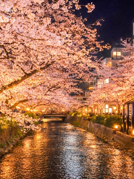 Night-time cherry blossom viewing along a lit canal in Japan.